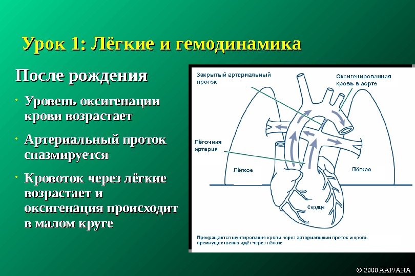 Урок 1:  Лёгкие и гемодинамика После рождения • Уровень оксигенации крови возрастает • Артериальный проток