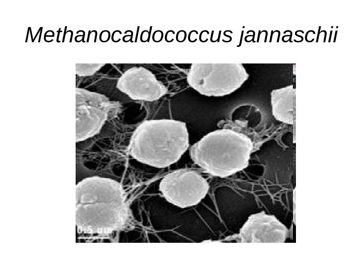 Methanocaldococcus jannaschii  