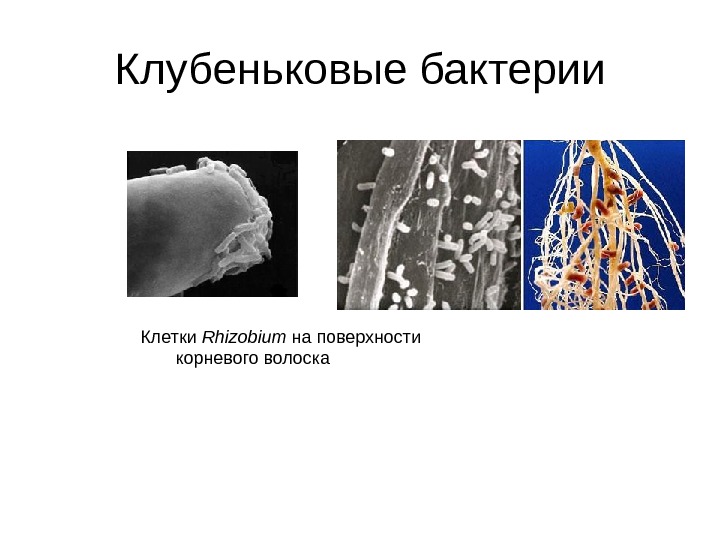 Клубеньковые бактерии Клетки Rhizobium на поверхности   корневого волоска 