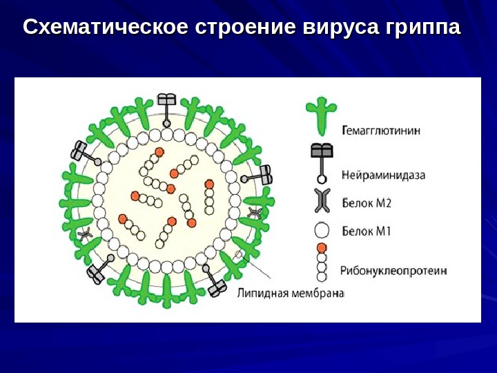 Схематическое строение вируса гриппа 