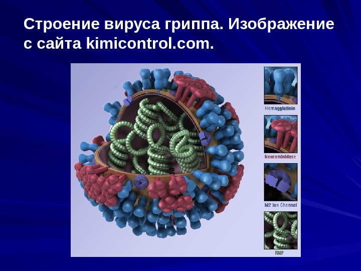 Строение вируса гриппа. Изображение с сайта kimicontrol. com. 