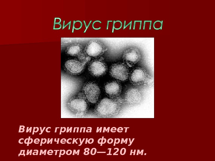 Вирус гриппа имеет сферическую форму диаметром 80— 120 нм. 