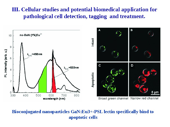 Bioconjugated nanoparticles Ga. N: Eu 3+-PSL lectin specifically bind to apoptotic cells. III. Cellular studies and