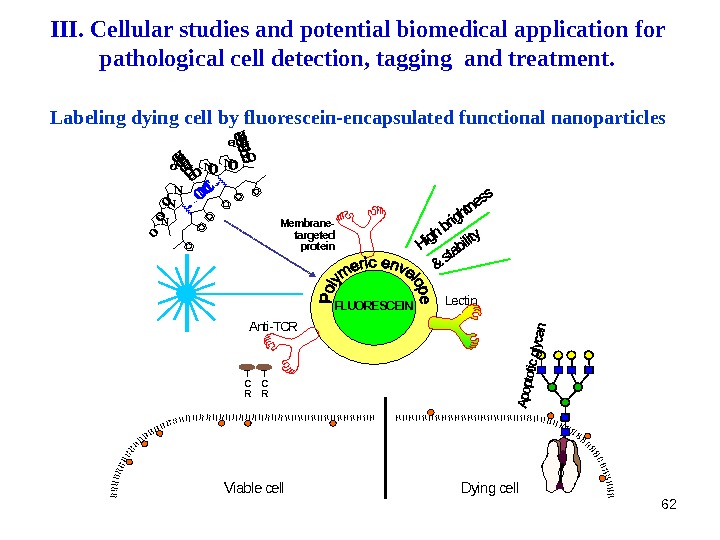 62 FLUORESCEINT C R Viable cell Dying cell Membrane- targeted protein Lectin Anti-TCR N N NO