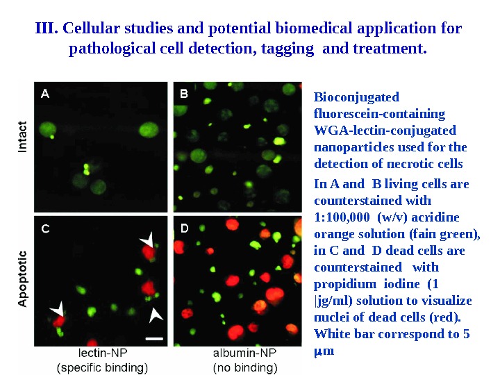 Bioconjugated fluorescein-containing WGA-lectin-conjugated nanoparticles used for the detection of necrotic cells In A and B living
