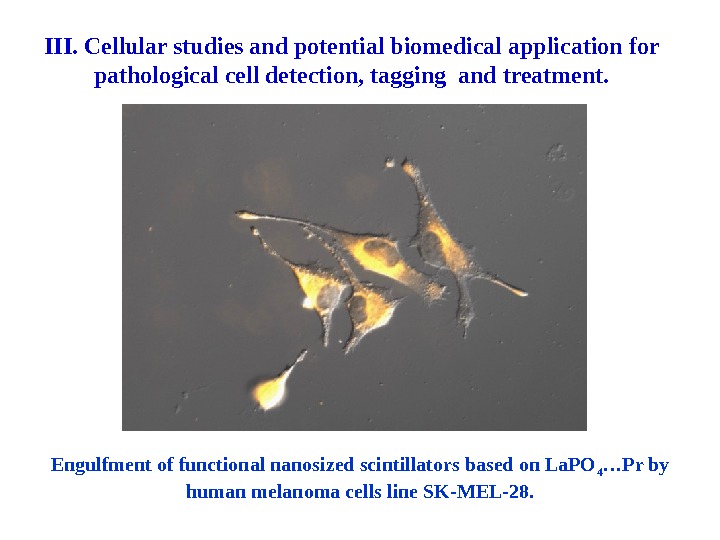 Engulfment of functional nanosized scintillators based on La. PO 4 …Pr by human melanoma cells line