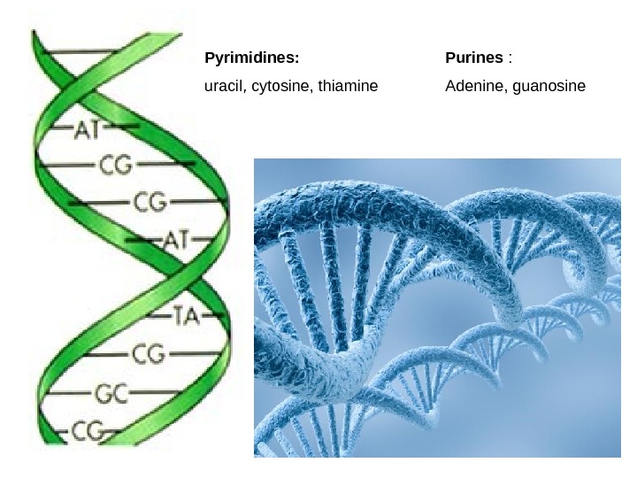 Pyrimidines: uracil, cytosine, thiamine Purines : Adenine, guanosine 