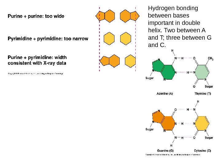 Hydrogen bonding between bases important in double helix. Two between A and T; three between G