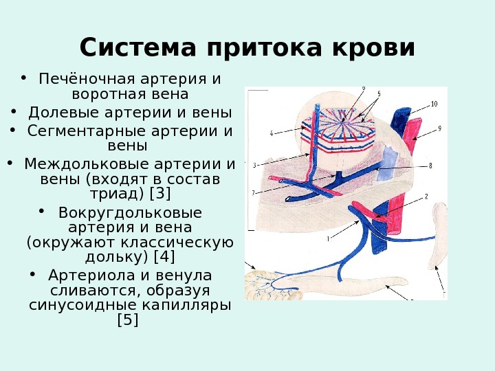Система притока крови • Печёночная артерия и воротная вена • Долевые артерии и вены • Сегментарные
