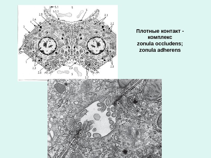 Плотные контакт - комплекс zonula occludens; zonula adherens 