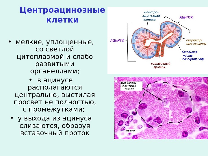 Центроацинозные  клетки • мелкие, уплощенные,  со светлой цитоплазмой и слабо развитыми органеллами;  •