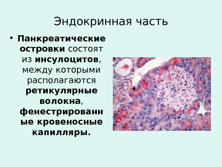 Эндокринная часть • Панкреатические островки состоят из инсулоцитов ,  между которыми располагаются ретикулярные волокна ,