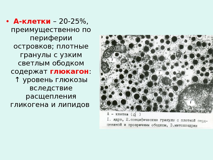  • А-клетки – 20-25%,  преимущественно по периферии островков; плотные гранулы с узким светлым ободком