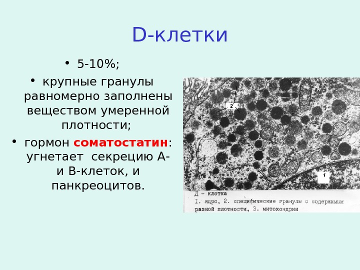 D -клетки • 5-10%;  • крупные гранулы равномерно заполнены веществом умеренной плотности;  • гормон