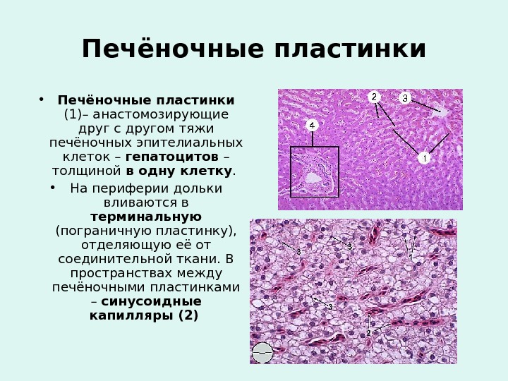 Печёночные пластинки • Печёночные пластинки  (1)– анастомозирующие друг с другом тяжи печёночных эпителиальных клеток –