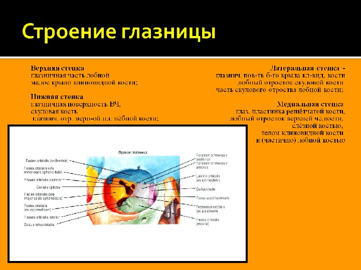 Переломы орбиты презентация