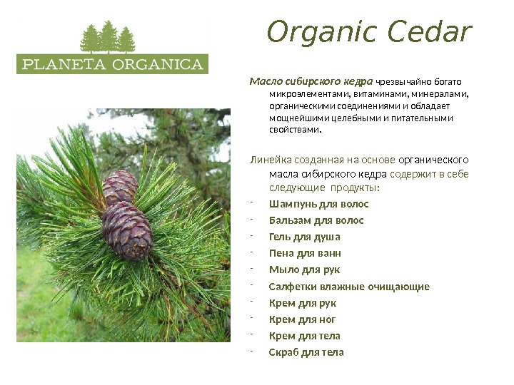   Organic Cedar Масло сибирского кедра чрезвычайно богато микроэлементами, витаминами, минералами,  органическими соединениями и
