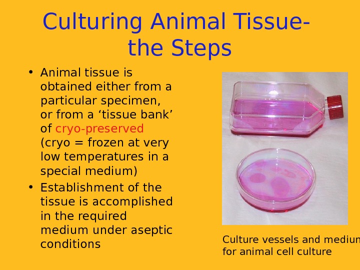   Culturing Animal Tissue- the Steps • Animal tissue is obtained either from a particular