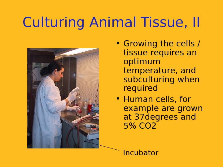   Culturing Animal Tissue, II • Growing the cells / tissue requires an optimum temperature,