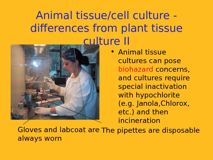   Animal tissue/cell culture - differences from plant tissue culture II • Animal tissue cultures