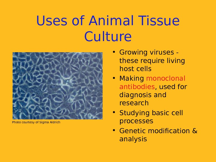   Uses of Animal Tissue Culture • Growing viruses - these require living host cells