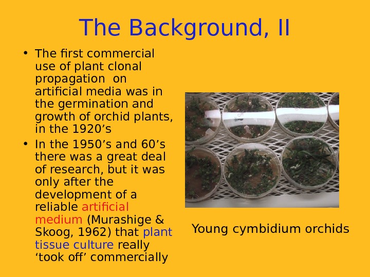   The Background, II • The first commercial use of plant clonal propagation on artificial