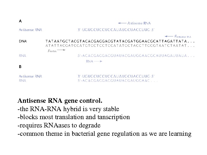 Antisense. RNAgenecontrol. the. RNARNAhybridisverystable blocksmosttranslationandtanscription requires. RNAasestodegrade commonthemeinbacterialgeneregulationaswearelearning 