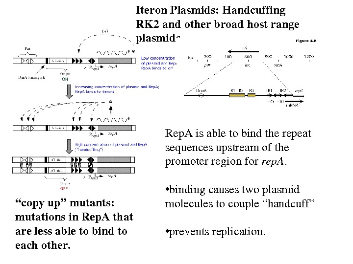 Iteron. Plasmids: Handcuffing RK 2 andotherbroadhostrange plasmids Rep. Aisabletobindtherepeat sequencesupstreamofthe promoterregionfor rep. A.  • bindingcausestwoplasmid