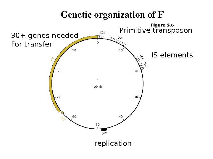 replication IS elements. Primitive transposon 30+ genes needed For transfer Geneticorganizationof. F 