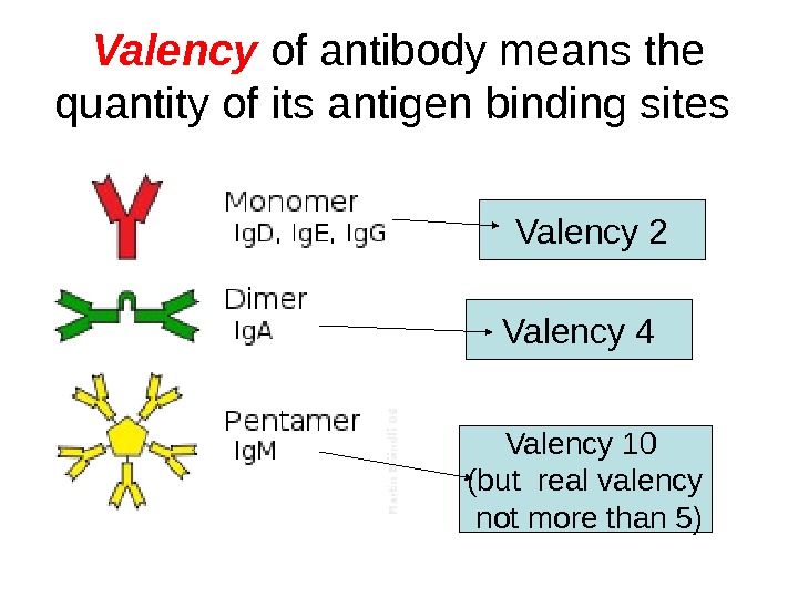 Valency  of antibody means the quantity of its antigen binding sites Valency 2 Valency 4