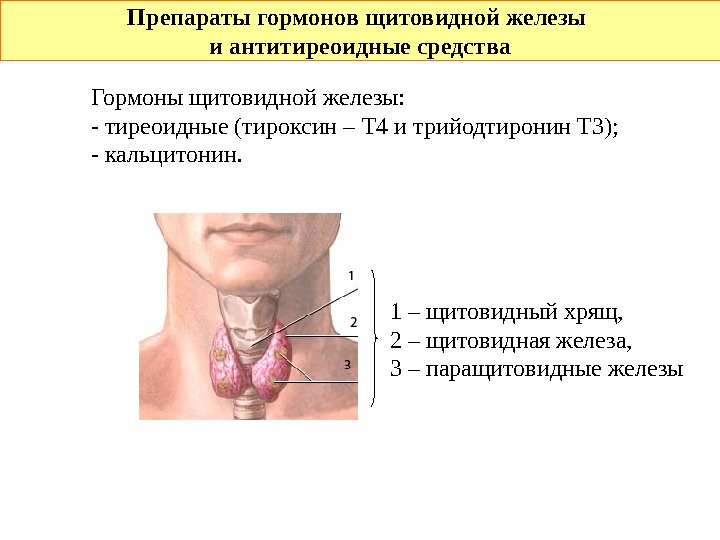  Препараты гормонов щитовидной железы и антитиреоидные средства Гормоны щитовидной железы:  - тиреоидные (тироксин –
