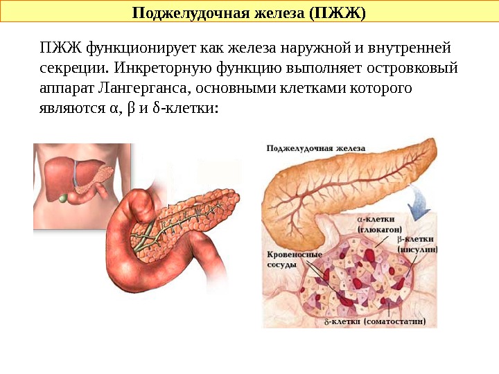  Поджелудочная железа (ПЖЖ) ПЖЖ функционирует как железа наружной и внутренней секреции. Инкреторную функцию выполняет островковый