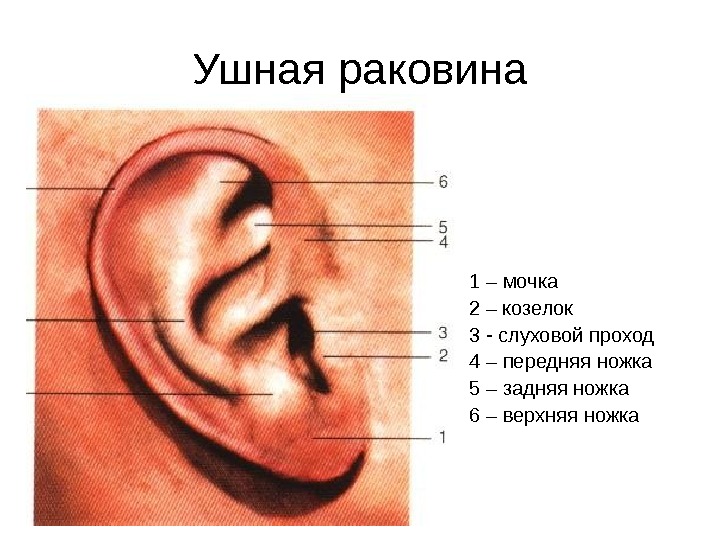 Ушная раковина 1 – мочка 2 – козелок 3 - слуховой проход 4 – передняя ножка