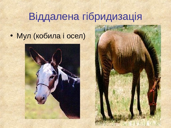 Віддалена гібридизація • Мул (кобила і осел) 