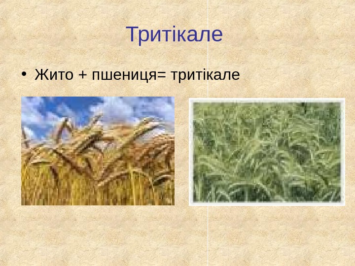 Тритікале  • Жито + пшениця= тритікале 