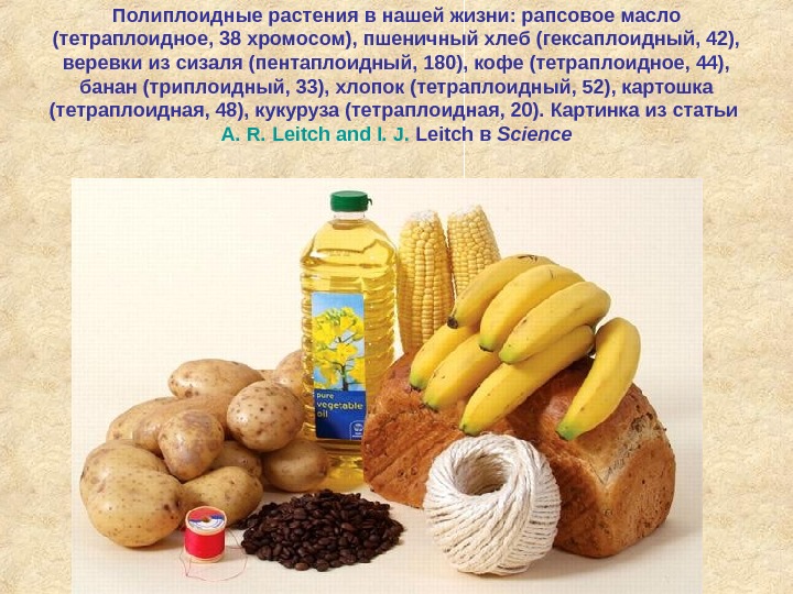 Полиплоидные растения в нашей жизни: рапсовое масло (тетраплоидное, 38 хромосом), пшеничный хлеб (гексаплоидный, 42),  веревки