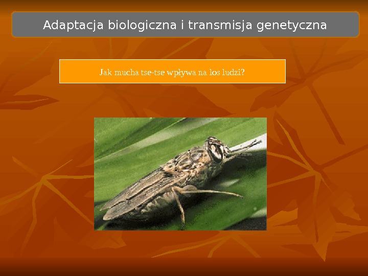   Adaptacja biologiczna i transmisja genetyczna Jak mucha tse-tse wpływa na los ludzi? 