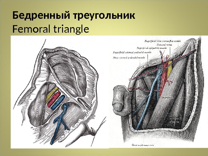 Бедренный треугольник Femoral triangle •  