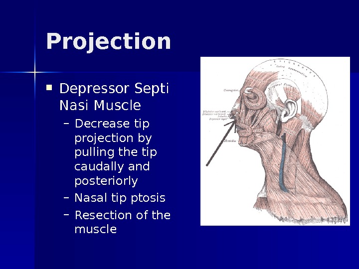 Projection Depressor Septi Nasi Muscle – Decrease tip projection by pulling the tip caudally and posteriorly