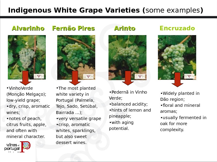 Indigenous White Grape Varieties ( some examples )  Encruzado Arinto  Alvarinho  Fernão Pires