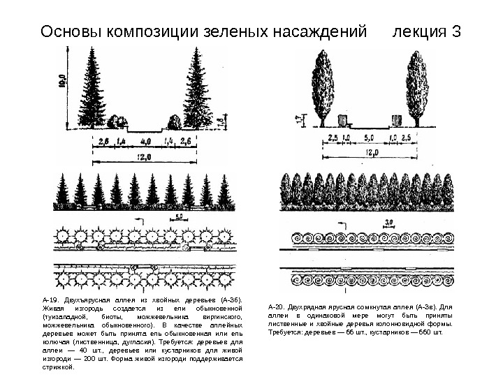   Основы композиции зеленых насаждений лекция 3 А-19.  Двухъярусная аллея из хвойных деревьев (А-Зб).