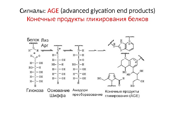 Сигналы:  AGE  (advanced glycation end products) Конечные продукты гликирования белков 