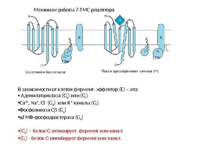 Механизм работы 7 -ТМС рецептора В зависимости от клеток фермент- эффектор (Е) – это:  •