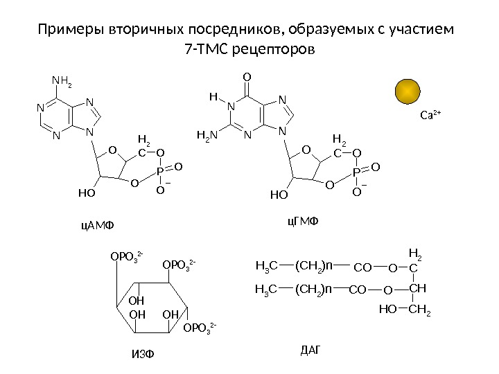 Примеры вторичных посредников, образуемых с участием  7 -ТМС рецепторов. O OH C H 2 O