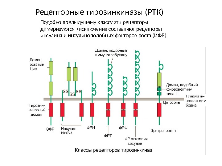 Рецепторные тирозинкиназы (РТК) Подобно предыдущему классу эти рецепторы димеризуются (исключение составляют рецепторы инсулина и инсулиноподобных факторов