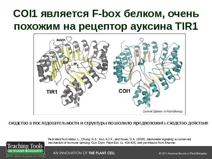 COI 1 является F-box белком, очень похожим на рецептор ауксина TIR 1 Reprinted from Katsir, L.