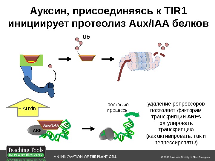 Ub F-box/ TIR 1 ростовые процессы ARF+ Auxin Ауксин, присоединяясь к TIR 1 инициирует протеолиз Aux/IAA