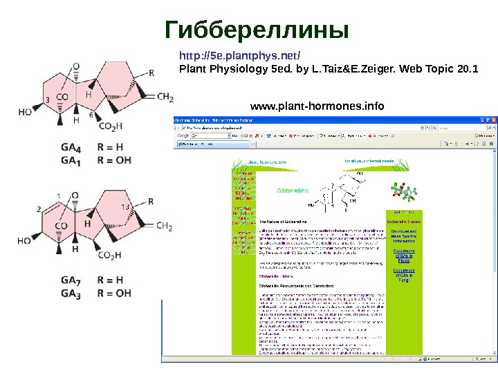 Гиббереллины www. plant-hormones. infohttp: // 5 e. plantphys. net/ Plant Physiology 5 ed. by L. Taiz&E.