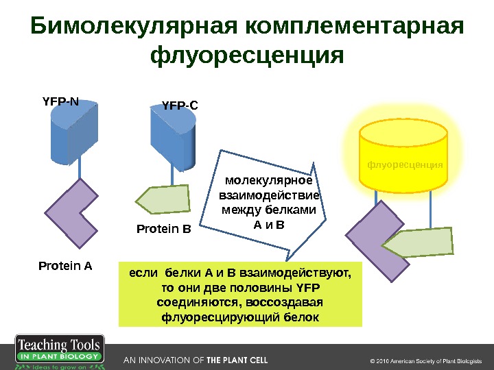 YFP-N YFP-C Protein A Protein B молекулярное взаимодействие между белками  A и B флуоресценция если