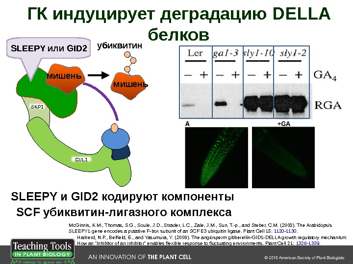 ГК индуцирует деградацию DELLA белков SLEEPY и GID 2 кодируют компоненты SCF убиквитин-лигазного комплекса Mc. Ginnis,